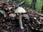 Gyilkos galóca (Amanita phalloides), Budai-hegység. Gallérja itt még a lemezeket takarja, ezért nem látható